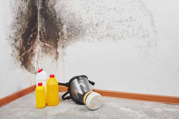 Home Mold Removal in North Utica, IL