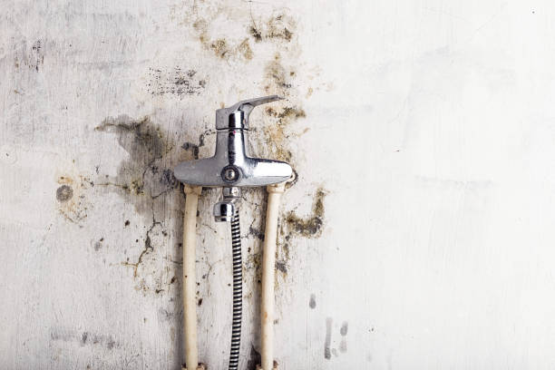 Best Mold Remediation  in North Utica, IL