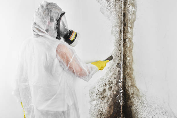 Best Mold Testing  in North Utica, IL
