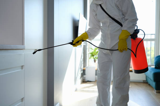 Best Black Mold Removal  in North Utica, IL